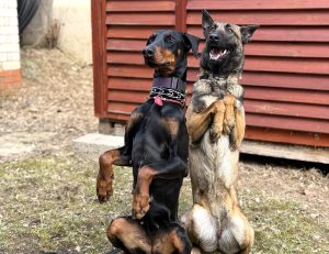 В Дмитрове сотрудники полиции провели для студентов акцию «Будь в форме»